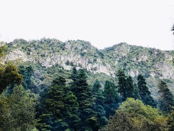 Pine trees in forest against clear sky