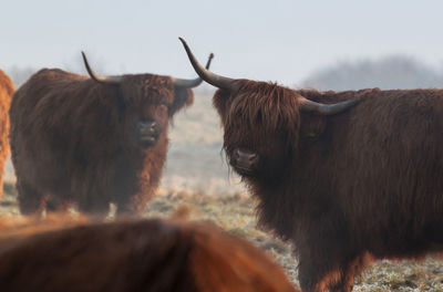 Close-up of cattle against sky