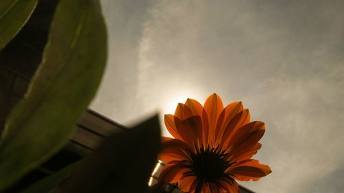 Low angle view of flowers blooming against sky