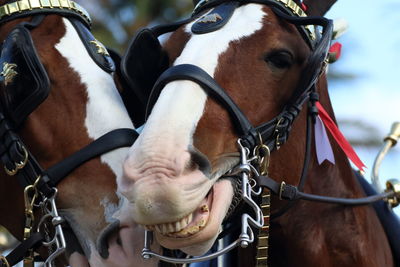 Close-up of horse against sky