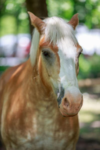 Close-up of pony in ranch