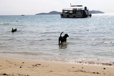 View of dogs on beach