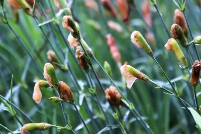 Close-up of flower buds growing outdoors