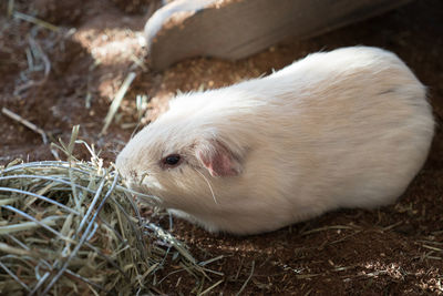 Close-up of guinea pig on field