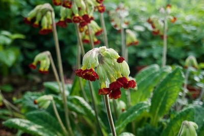 Close-up of red flowering plant