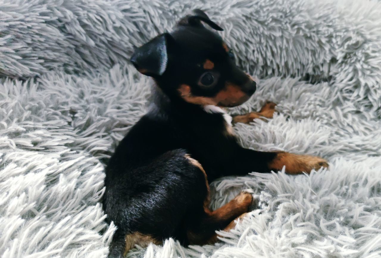 HIGH ANGLE VIEW OF BLACK DOG RESTING