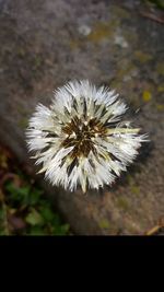 Close-up of dandelion against blurred background