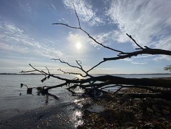 Driftwood on beach against sky