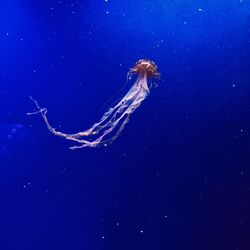 Jellyfish swimming in sea