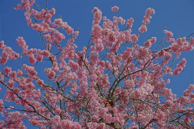 Low angle view of pink flowers blooming on tree