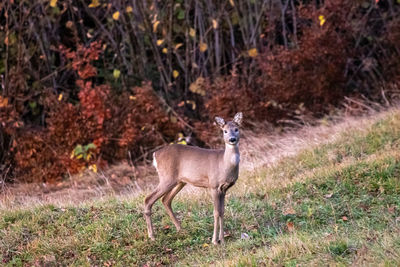 Deer standing in a field