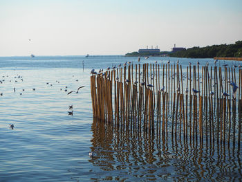 Seagulls perching on wooden post in sea against sky