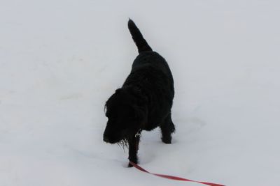 Black dog in snow