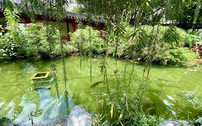 Plants by lake