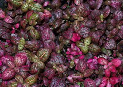 Full frame shot of plants