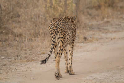 View of a cat on land