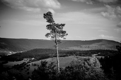 Trees on field