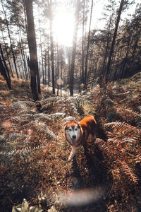 View of dog in forest