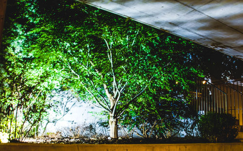 Low angle view of plants against trees