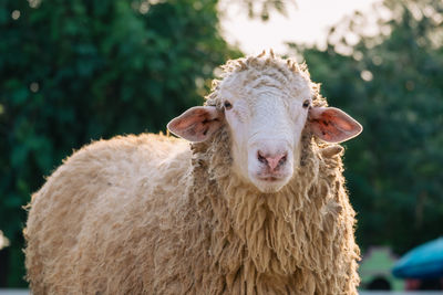 Close-up of an animal