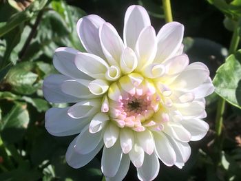 Close-up of white flowering plant in park