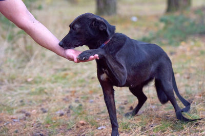 Black dog looking away