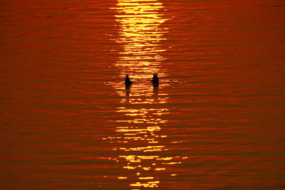 Duck foraging in sea during sunset