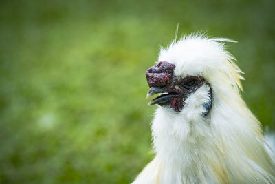 Detail of a silkie chicken. free range poultry farming concept.