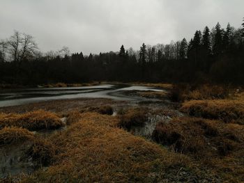 Scenic view of lake in forest against sky