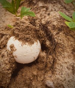 High angle view of dead plant on field