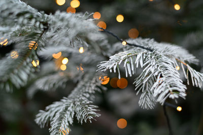 Close-up of christmas decorations on tree during winter