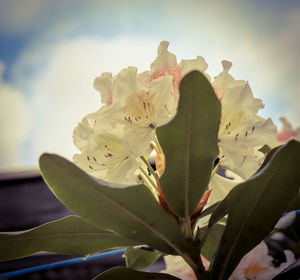 Close-up of cherry blossom against sky