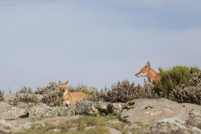 Wild ethiopian wolves