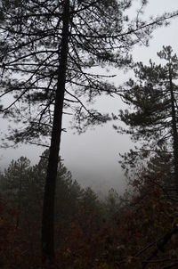 Trees in forest against sky