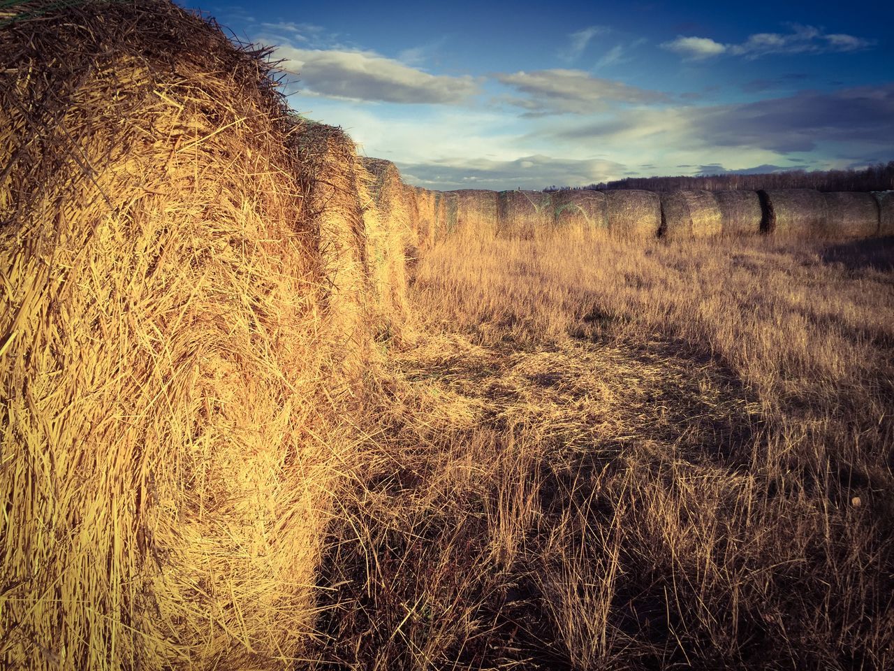 sky, landscape, field, tranquil scene, tranquility, scenics, grass, nature, cloud - sky, beauty in nature, rural scene, cloud, plant, growth, agriculture, non-urban scene, outdoors, remote, farm, day