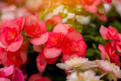 Close-up of pink roses