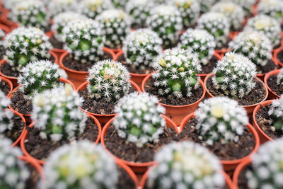 Full frame shot of potted plants