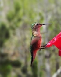 Close-up of bird perching on red feeder