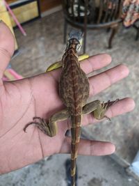 Close-up of hand holding small