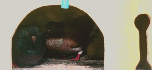 Close-up of a bird drinking