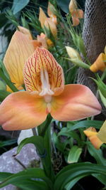 Close-up of day lily blooming outdoors