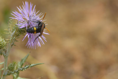 Close-up of insect on purple flower