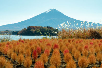 Beautiful mount fuji and kochia during autumn at kawaguchi lake, japan.