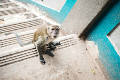 High angle view of monkey sitting on staircase