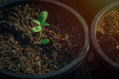 High angle view of potted plants on field