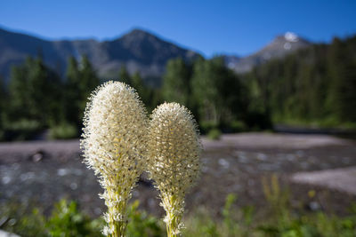 Close-up of flower on field