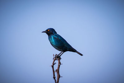 Bird perching on a branch