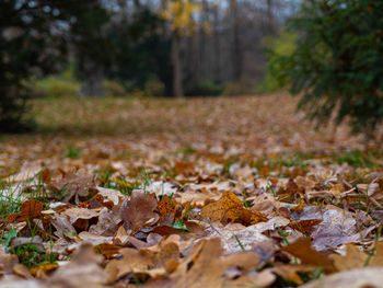 Close-up of fallen maple leaves on field