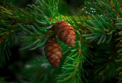 Close-up of pine cone on tree