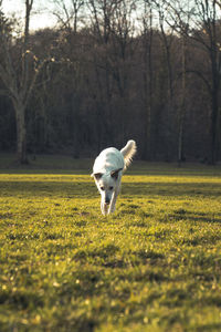 Dog running in a field